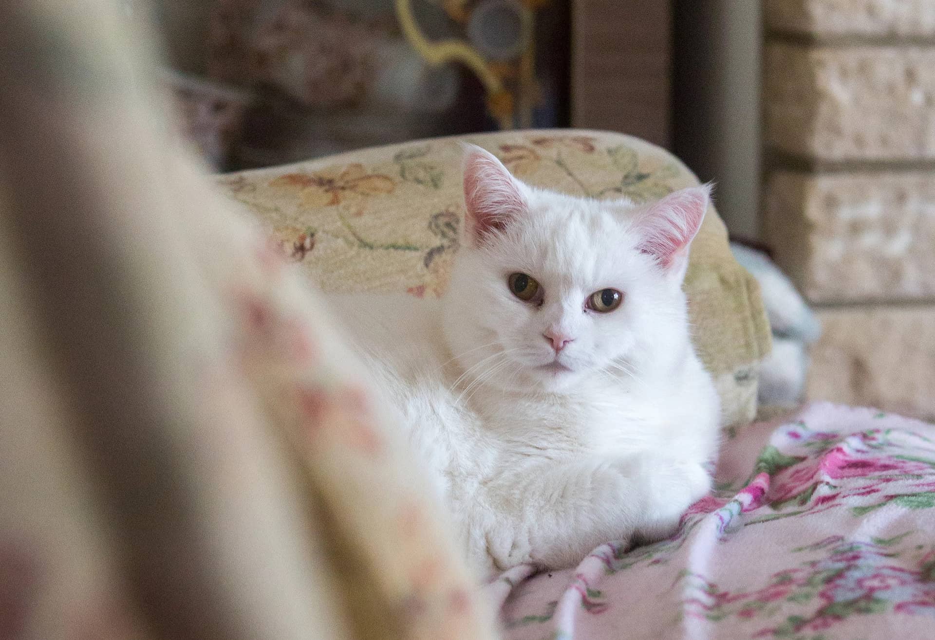 White cat relaxing in a home