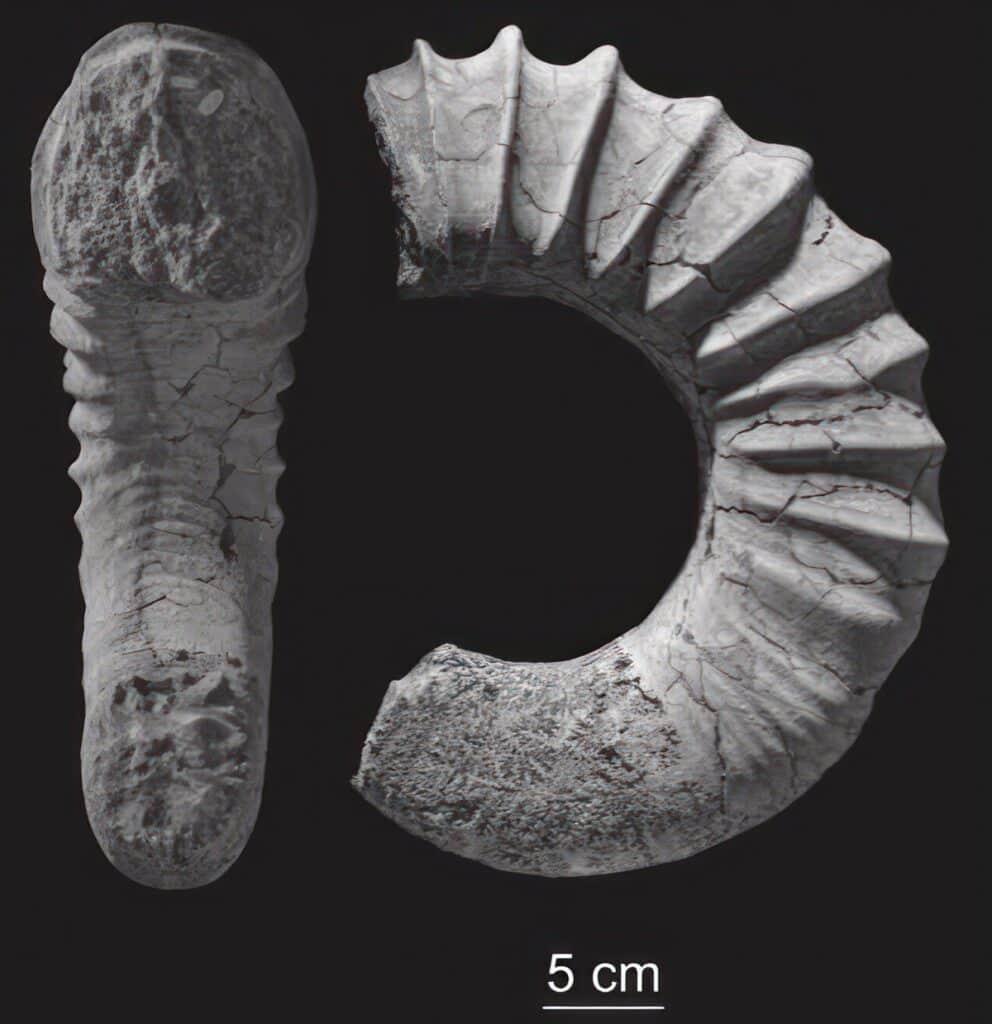 ammonite