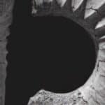 ammonite