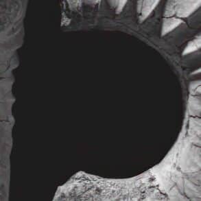 ammonite