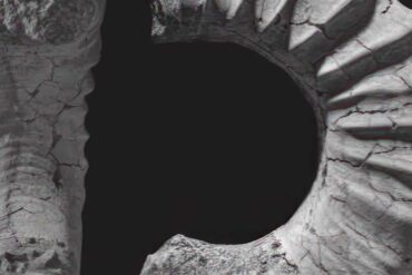 ammonite
