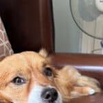 dog on armchair with fan behind it