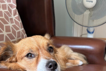 dog on armchair with fan behind it