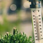 thermometer showing nearly 40 degrees celsius outside by some vegetation