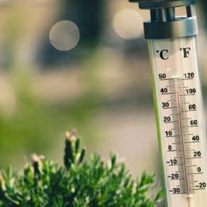 thermometer showing nearly 40 degrees celsius outside by some vegetation