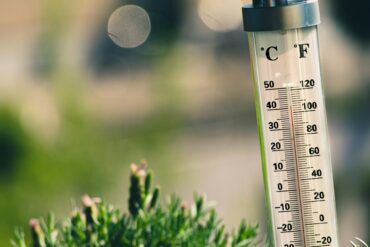 thermometer showing nearly 40 degrees celsius outside by some vegetation