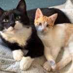 Chester the cat looking happy with kitten