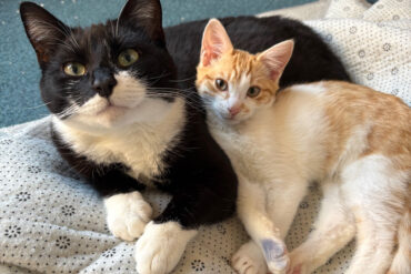 Chester the cat looking happy with kitten