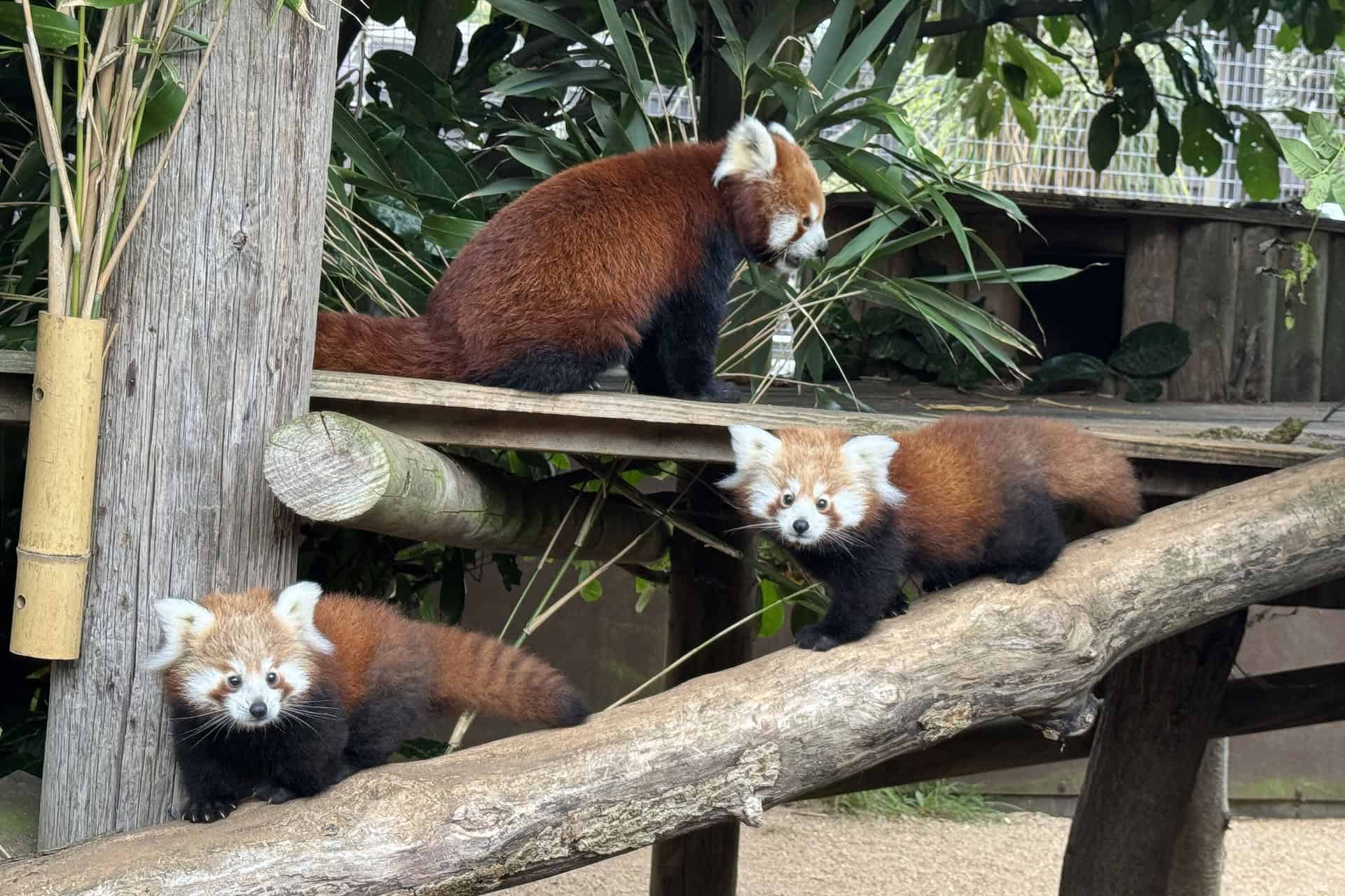Three red pandas in their enclosure at Amazon World Zoo Park