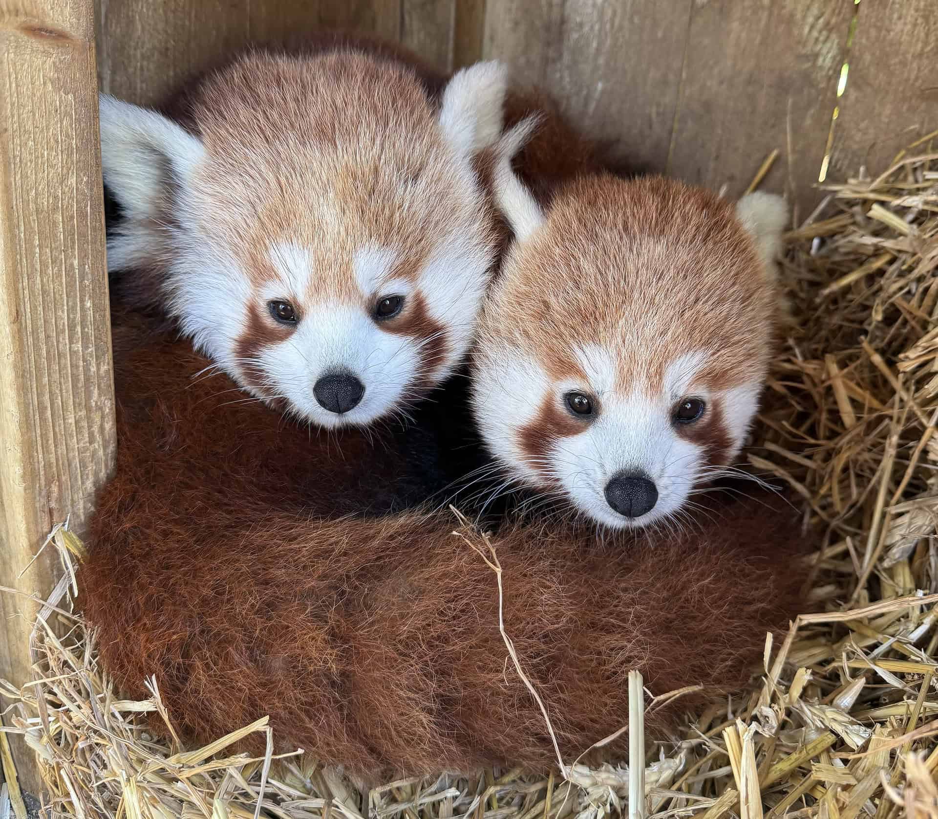 Two red pandas in their enclosure at Amazon World Zoo Park