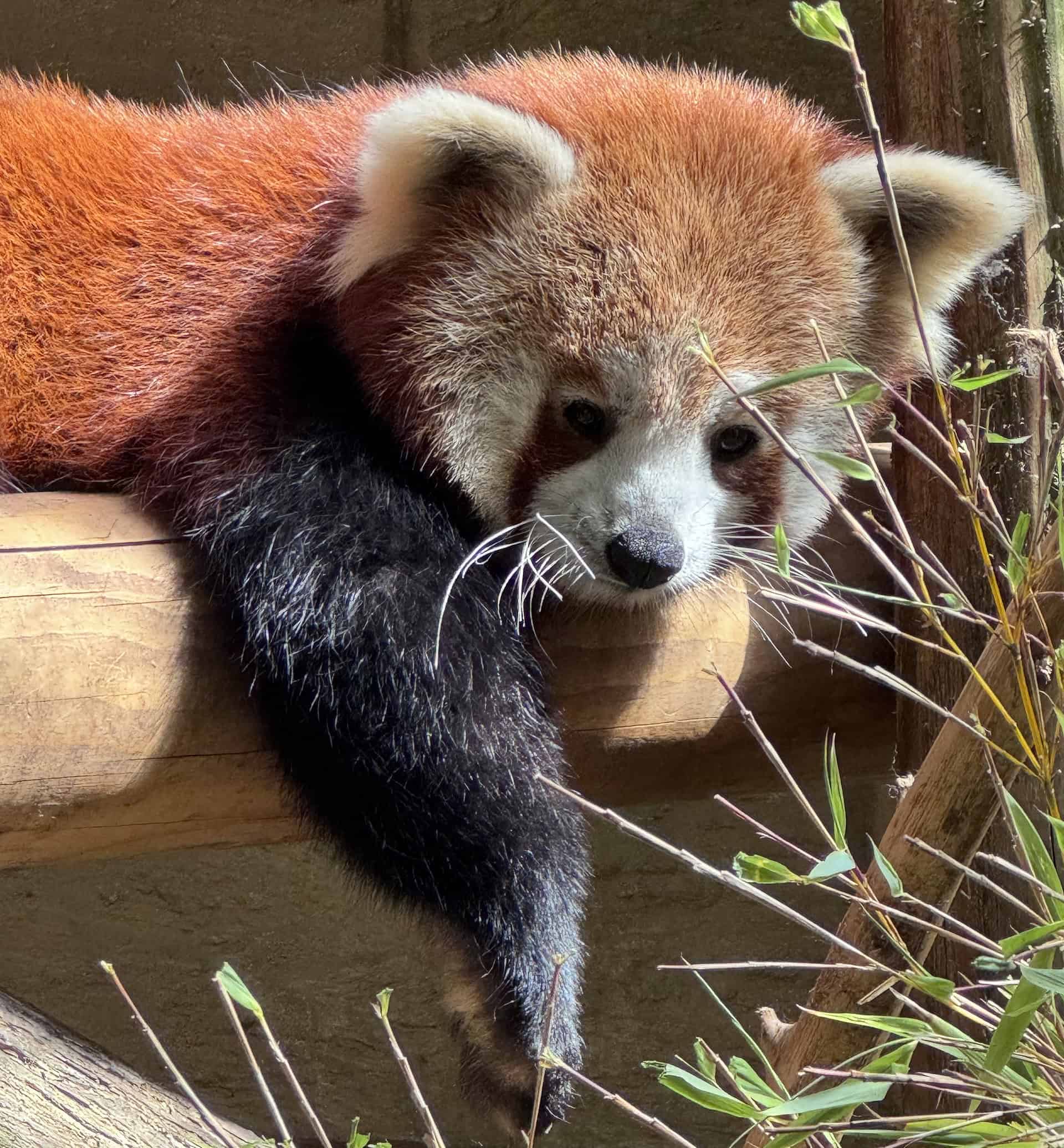 Mei at Amazon World