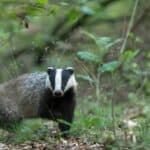 Badger in the woodland