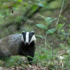 Badger in the woodland