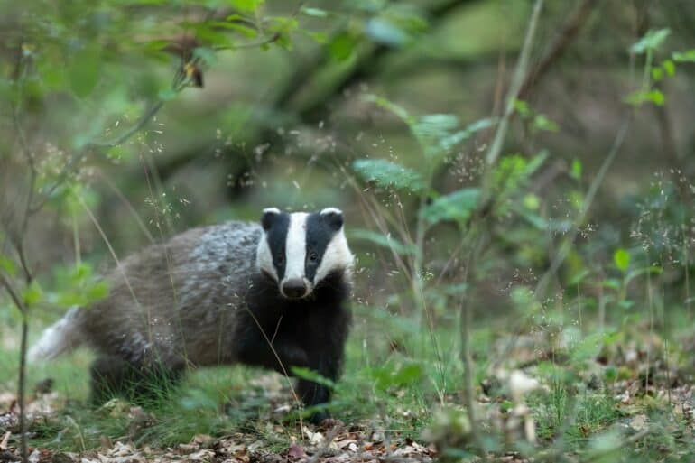 Badger in the woodland