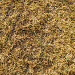 Dead Lawn
