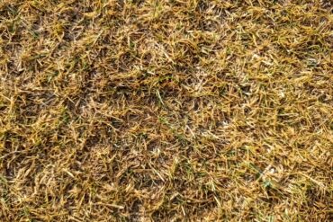 Dead Lawn