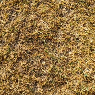 Dead Lawn