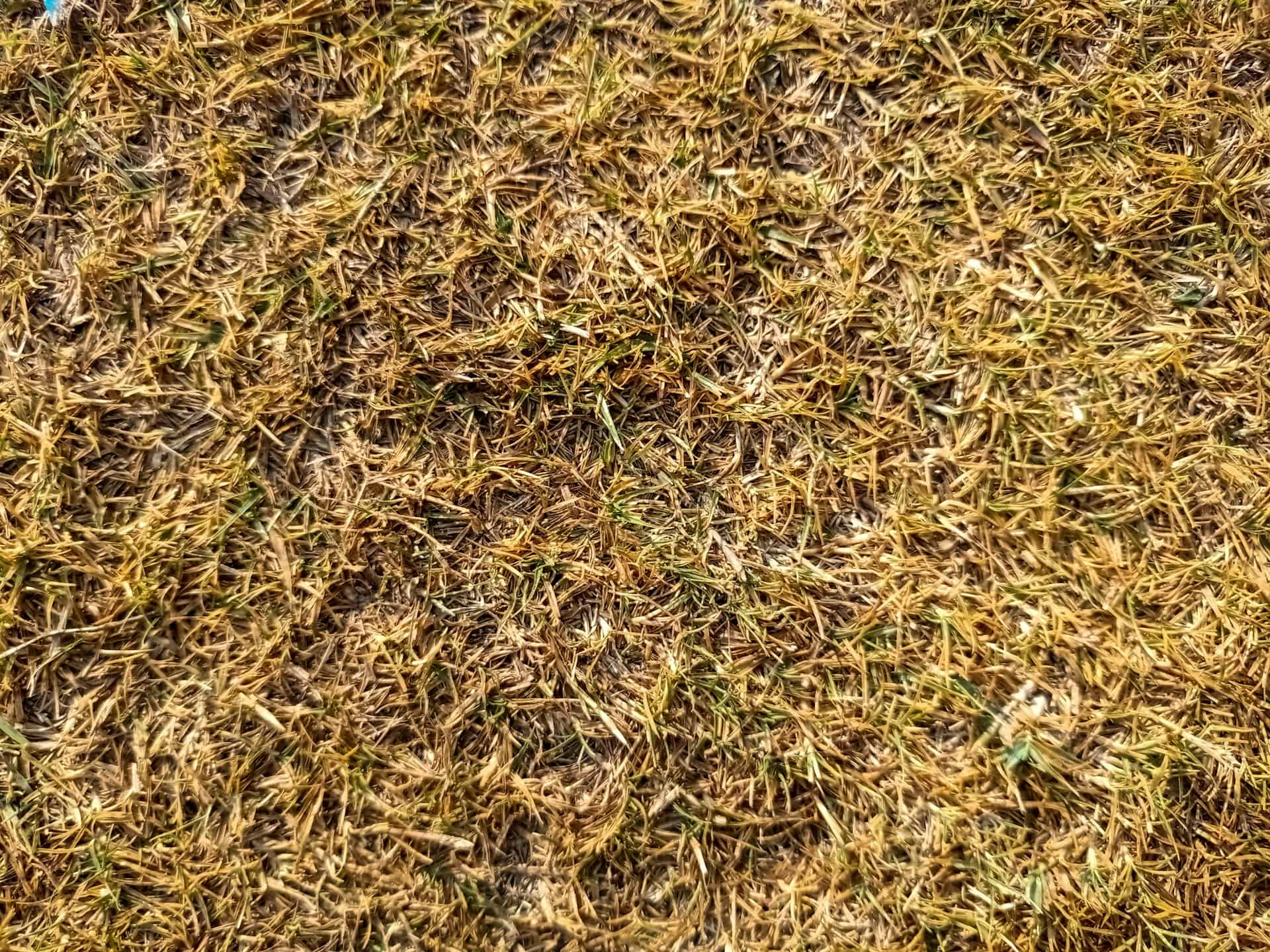 Dead Lawn