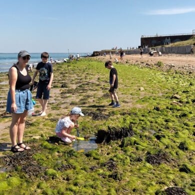 Families rockpooling on the beach