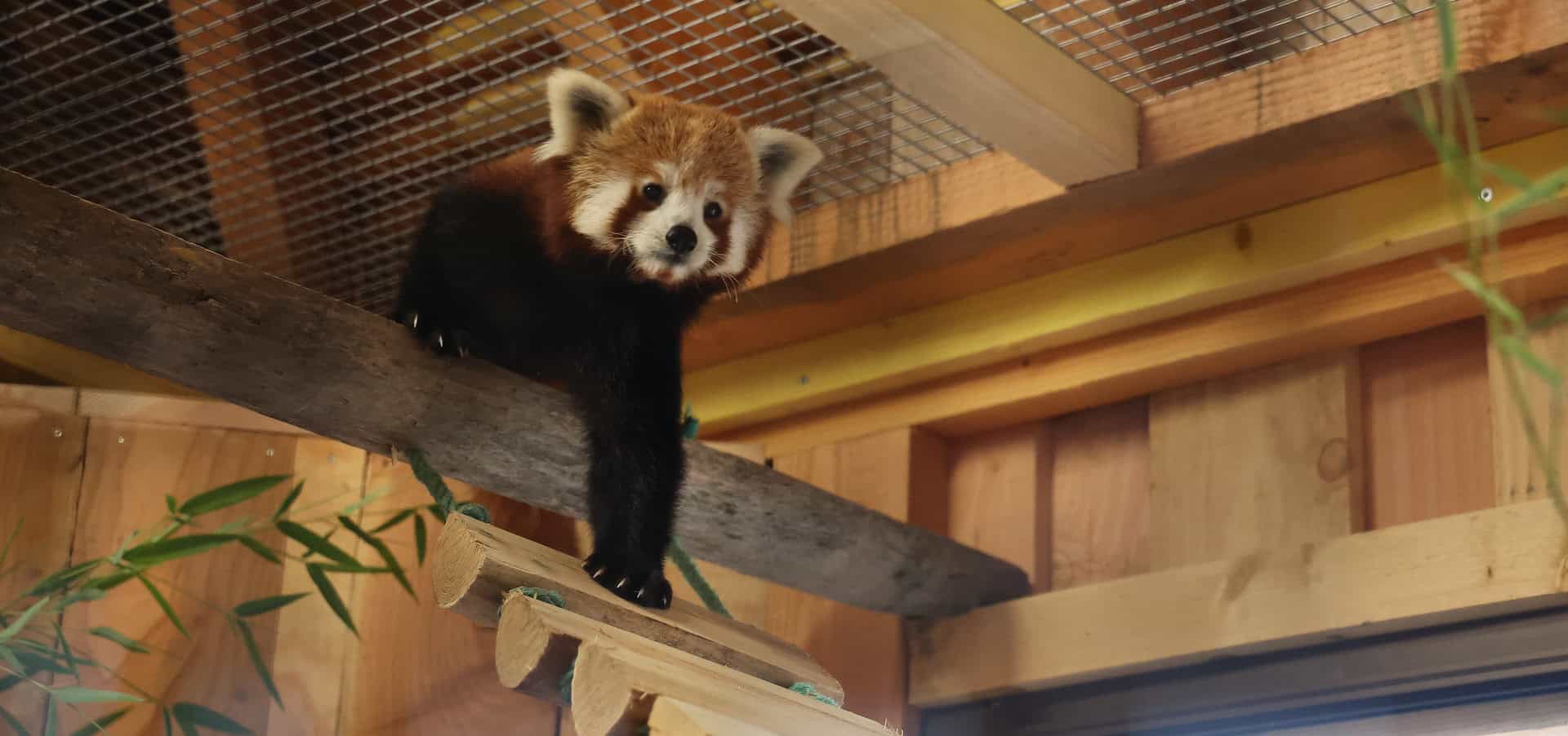 Bao the red panda in France