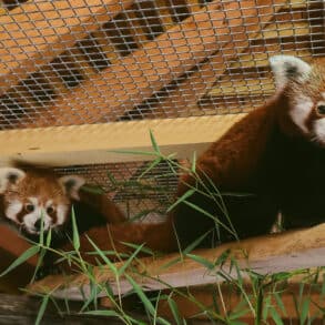 Red pandas in their enclosure in France