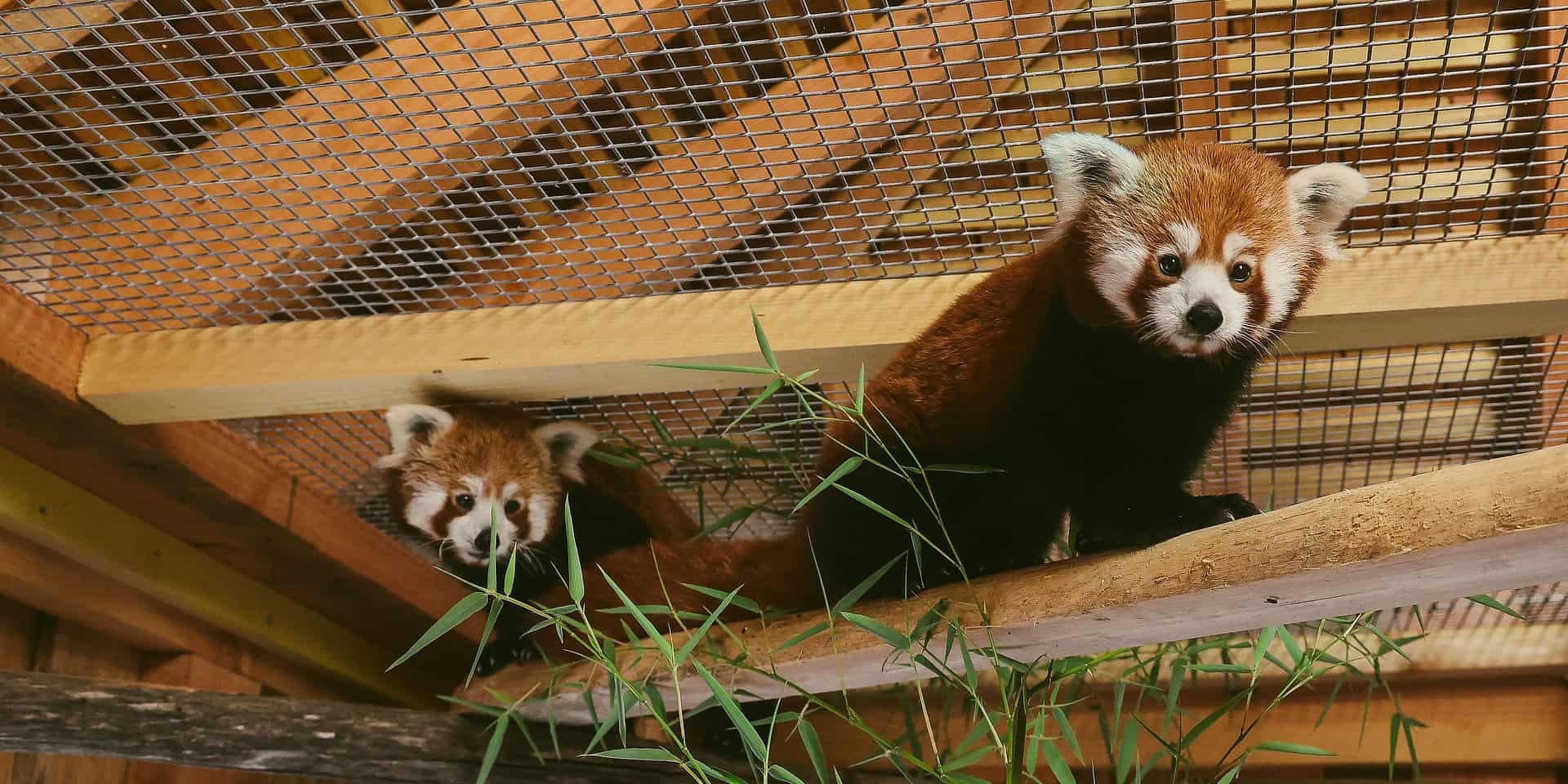Red pandas in their enclosure in France