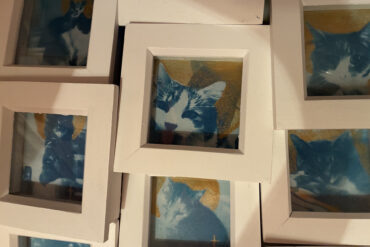 Cyanotype prints of cats