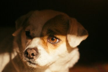 Small dog under a bed looking scared