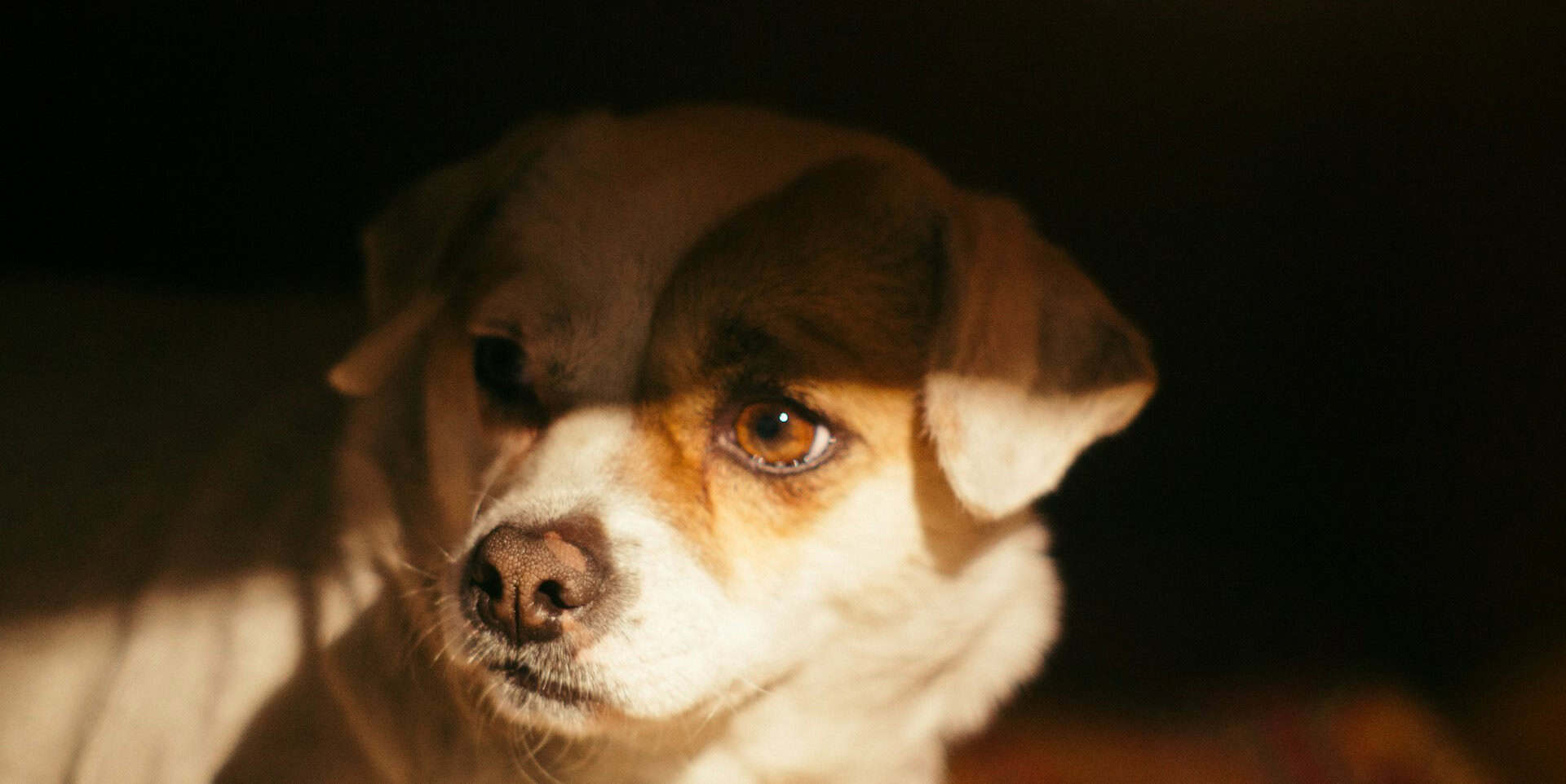 Small dog under a bed looking scared