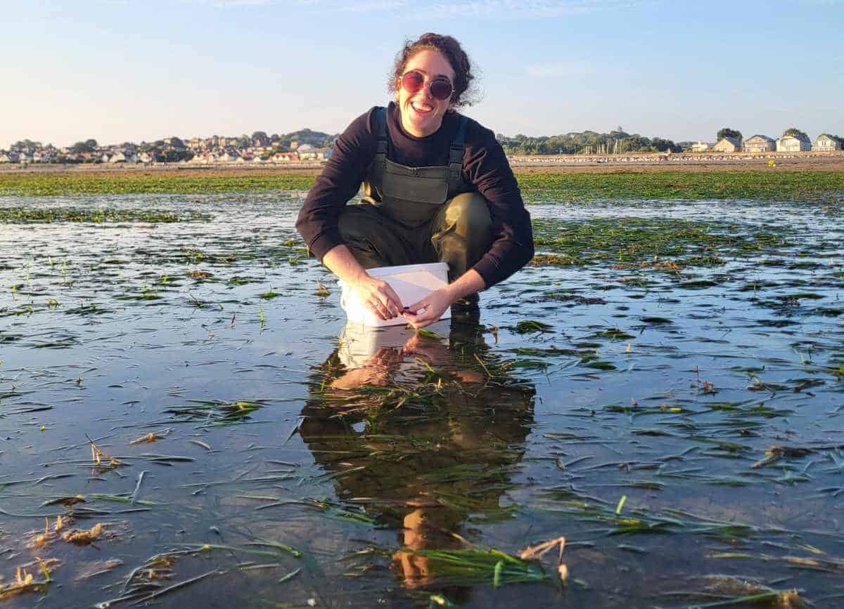Volunteers collecting seagrass seeds at Seaview