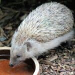 a hedgehog drinking water from a bowl