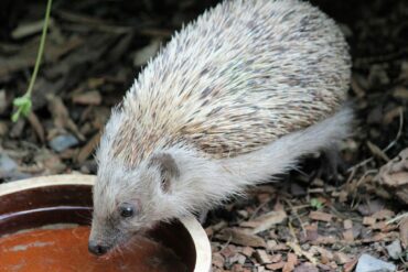 a hedgehog drinking water from a bowl