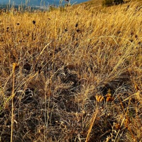 dead grass from drought conditions