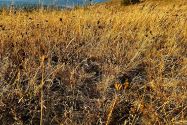 dead grass from drought conditions