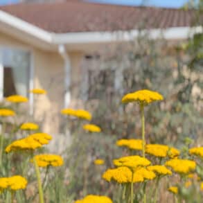 Yellow flowers in The garden