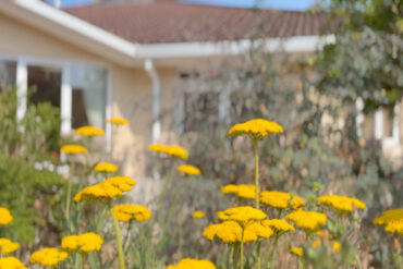 Yellow flowers in The garden