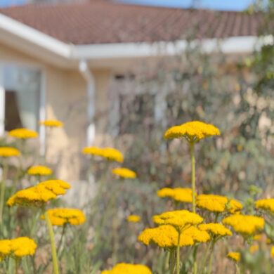 Yellow flowers in The garden