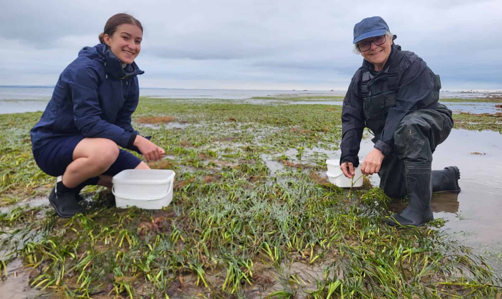 seagrass collection volunteering_Credit Tim Ferrero