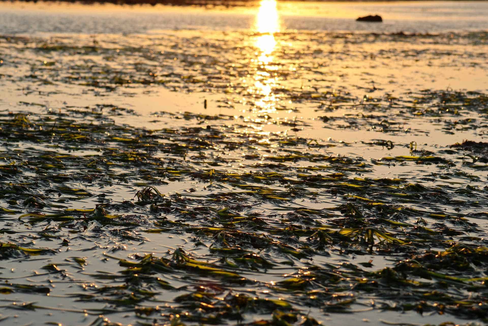 seagrass beds at Seaview