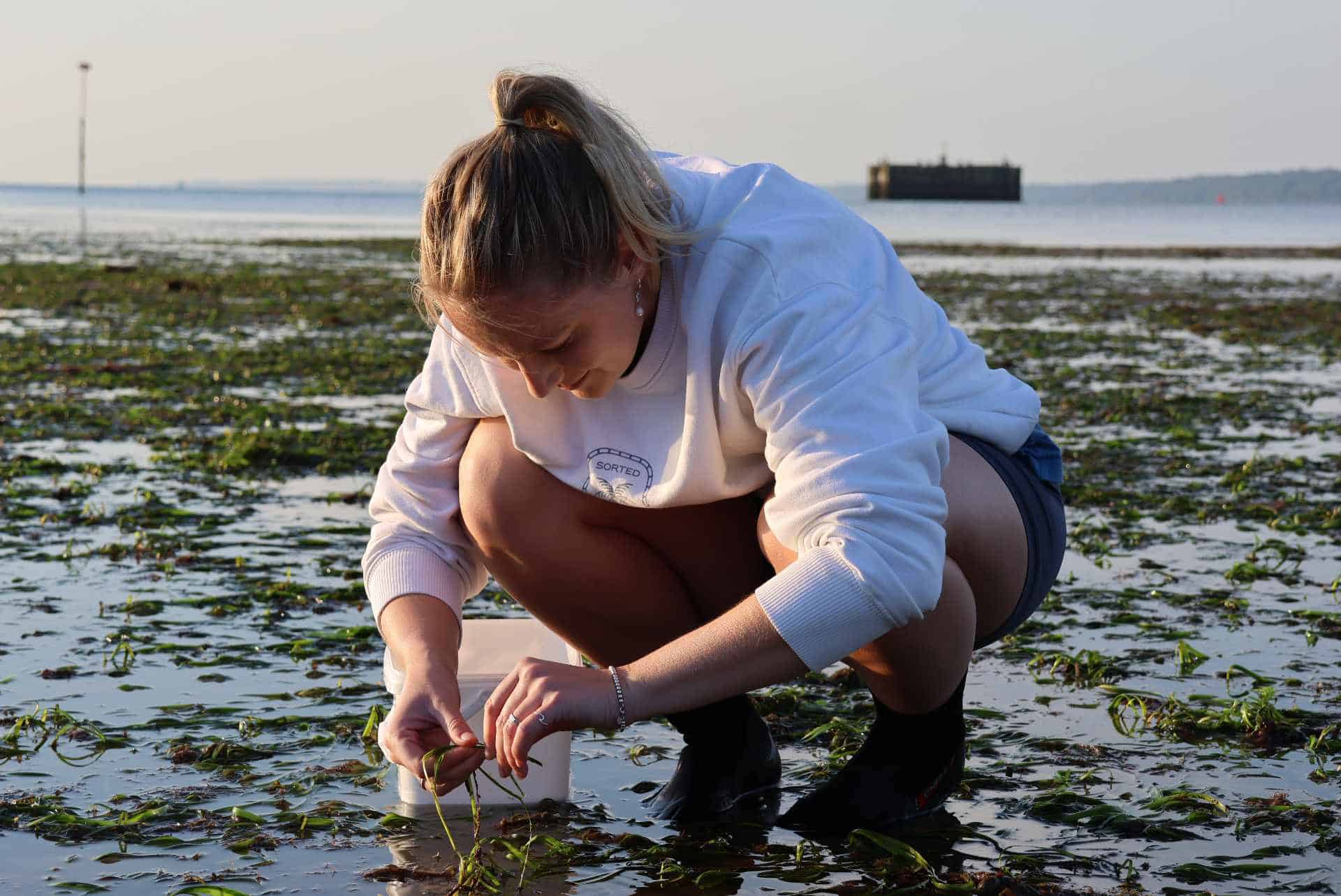 Volunteers collecting seagrass seeds at Seaview,