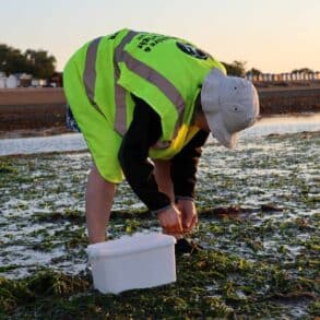 Volunteers collecting seagrass seeds at Seaview