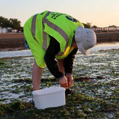 Volunteers collecting seagrass seeds at Seaview
