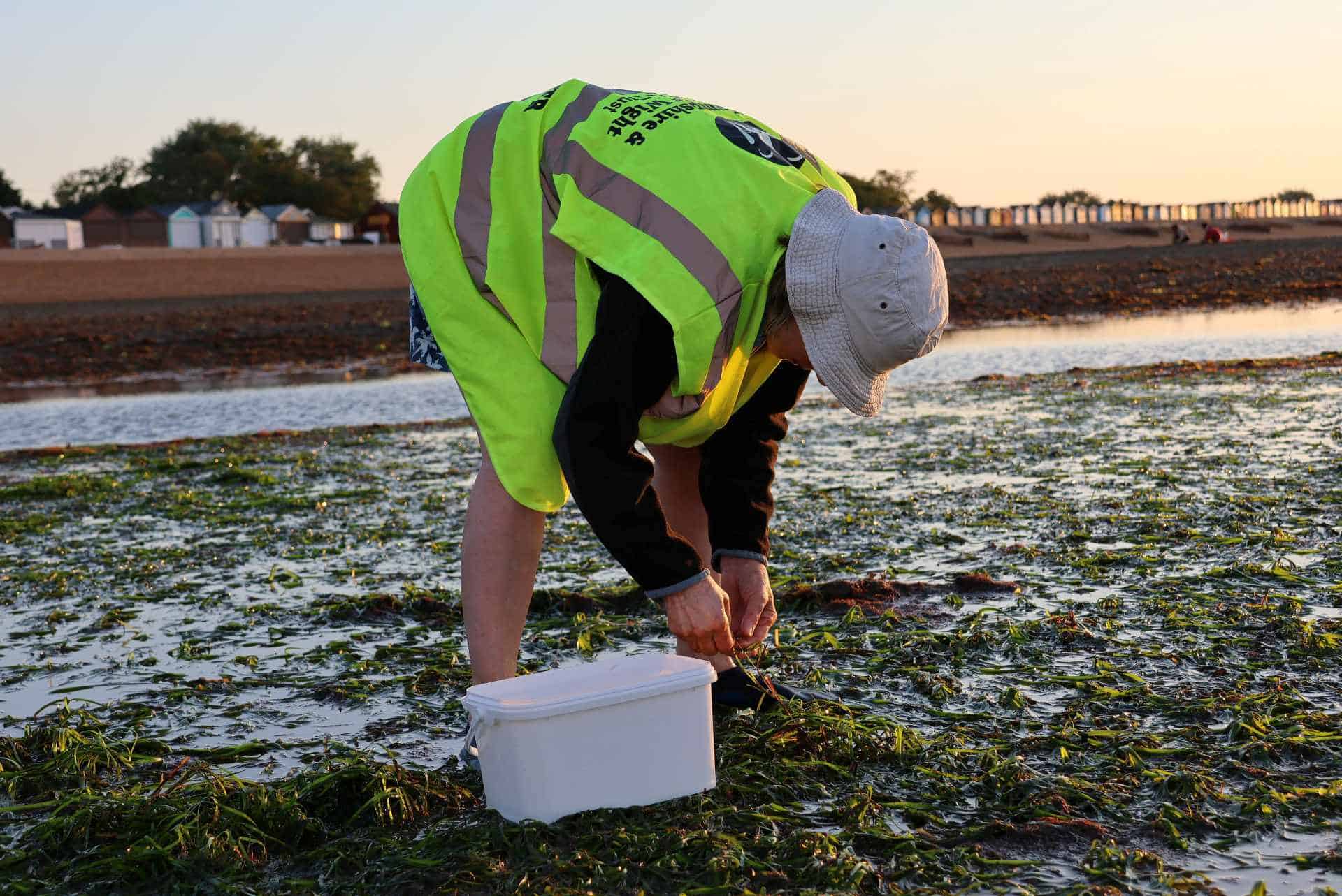 Volunteers collecting seagrass seeds at Seaview