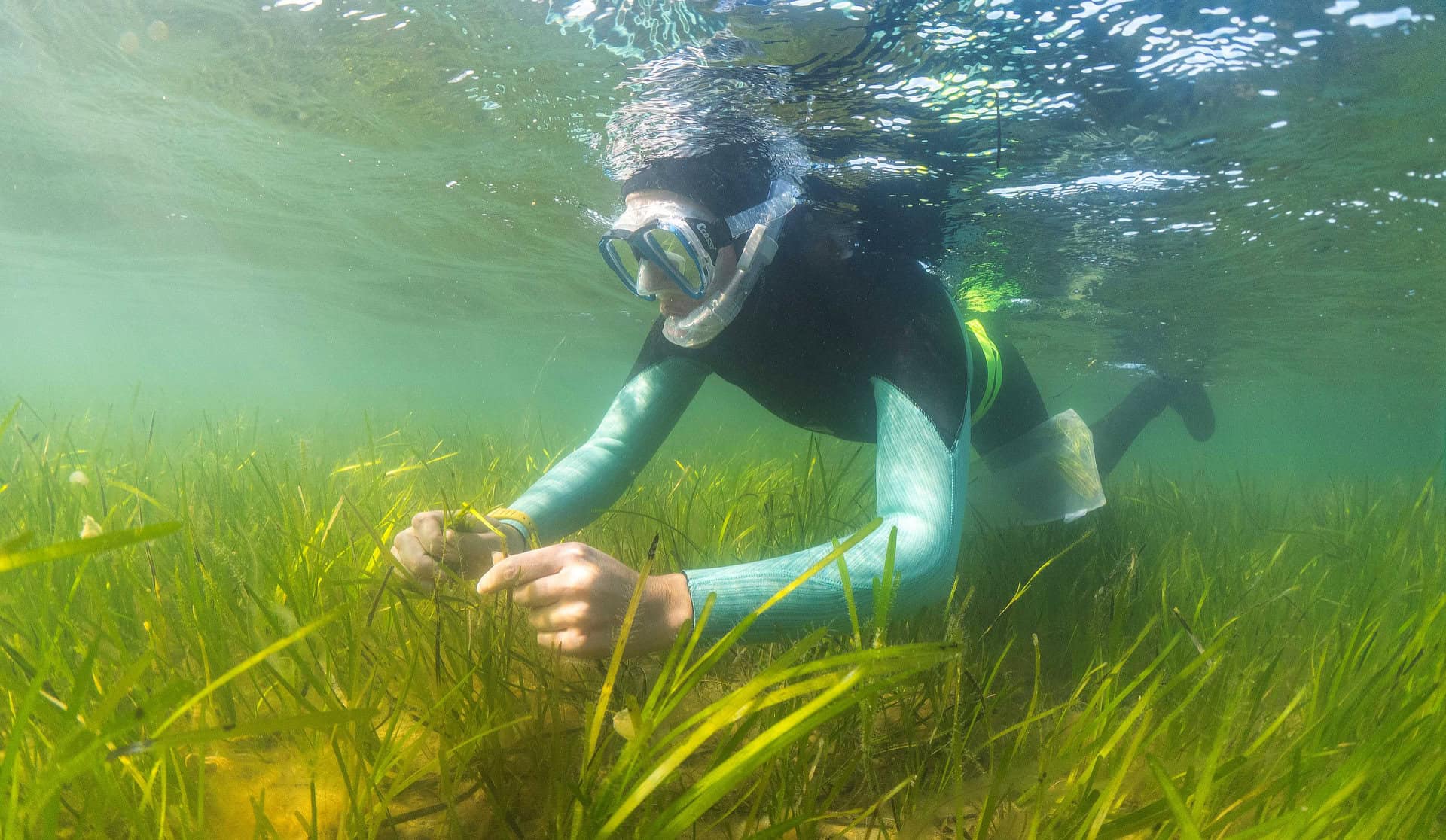 volunteer snorkelling