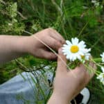 Child making daisy chains