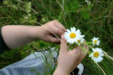 Child making daisy chains