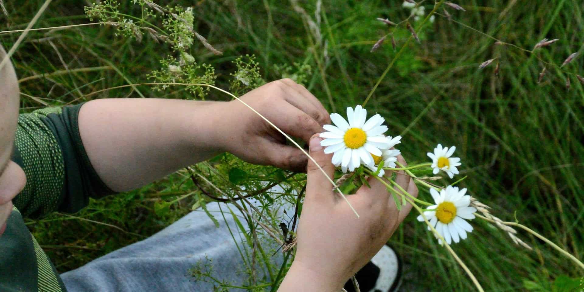 Child making daisy chains