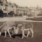 Donkeys on St Helens Green in the 1800s