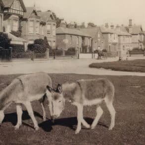 Donkeys on St Helens Green in the 1800s
