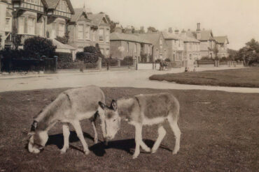 Donkeys on St Helens Green in the 1800s